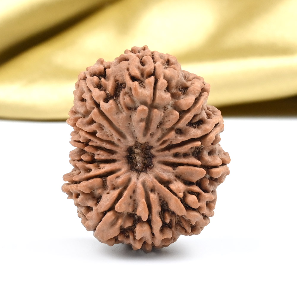 Collector 12 Mukhi from Nepal - CLXXXI