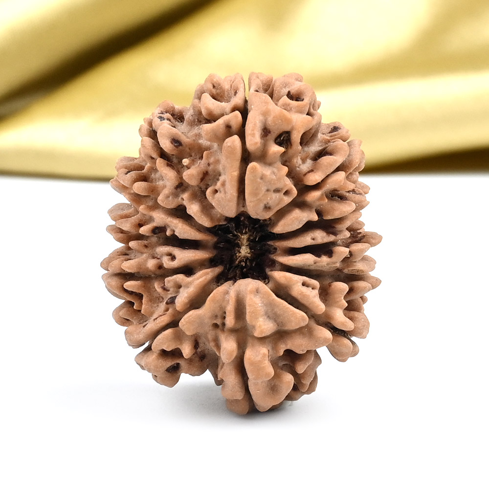 Collector 12 Mukhi from Nepal - CLXXXII