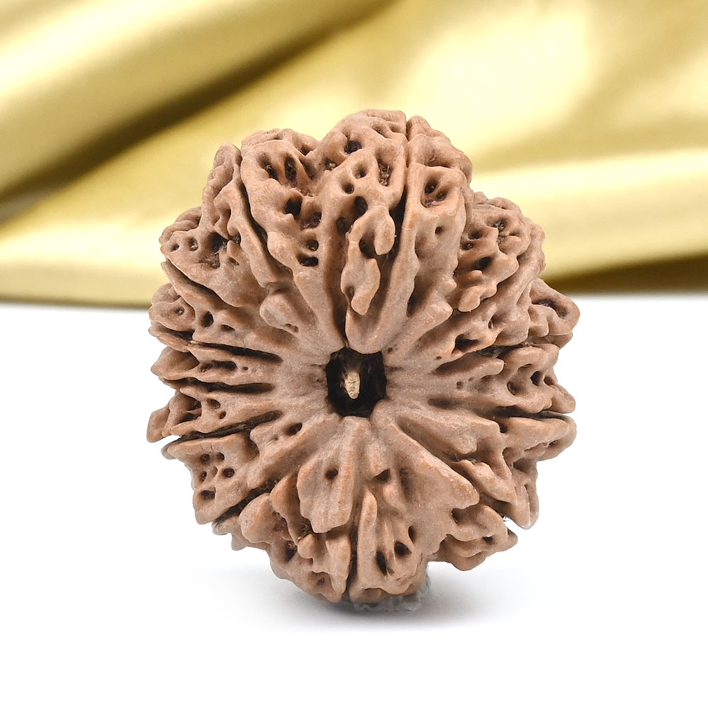 Super Collector 12 Mukhi from Nepal - LXIII