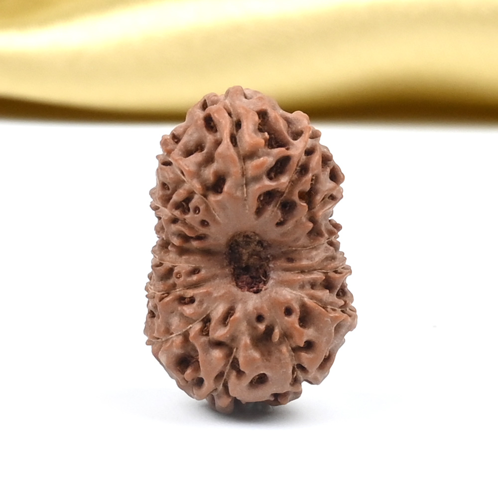 14 Mukhi from Java Indonesia Large - CLXXXII