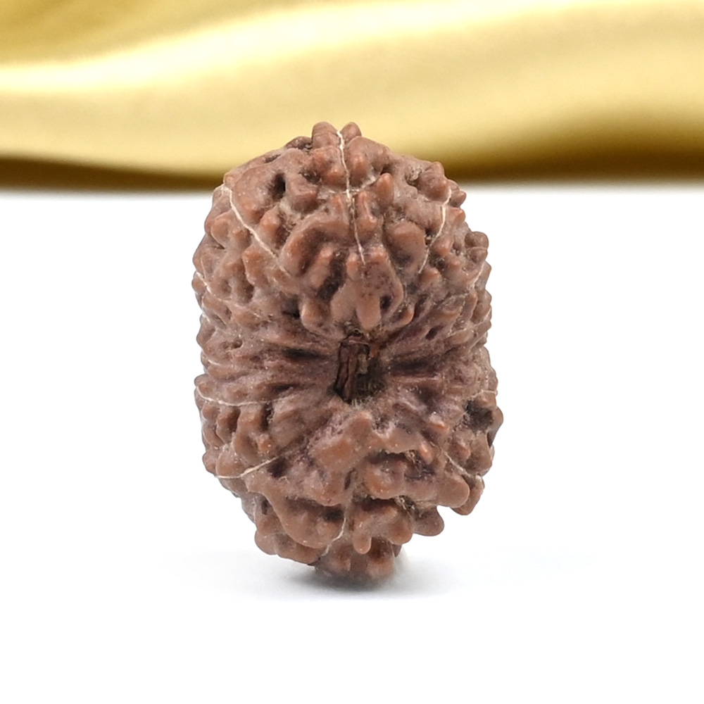 14 Mukhi from Java Indonesia Large - CLXXXIII