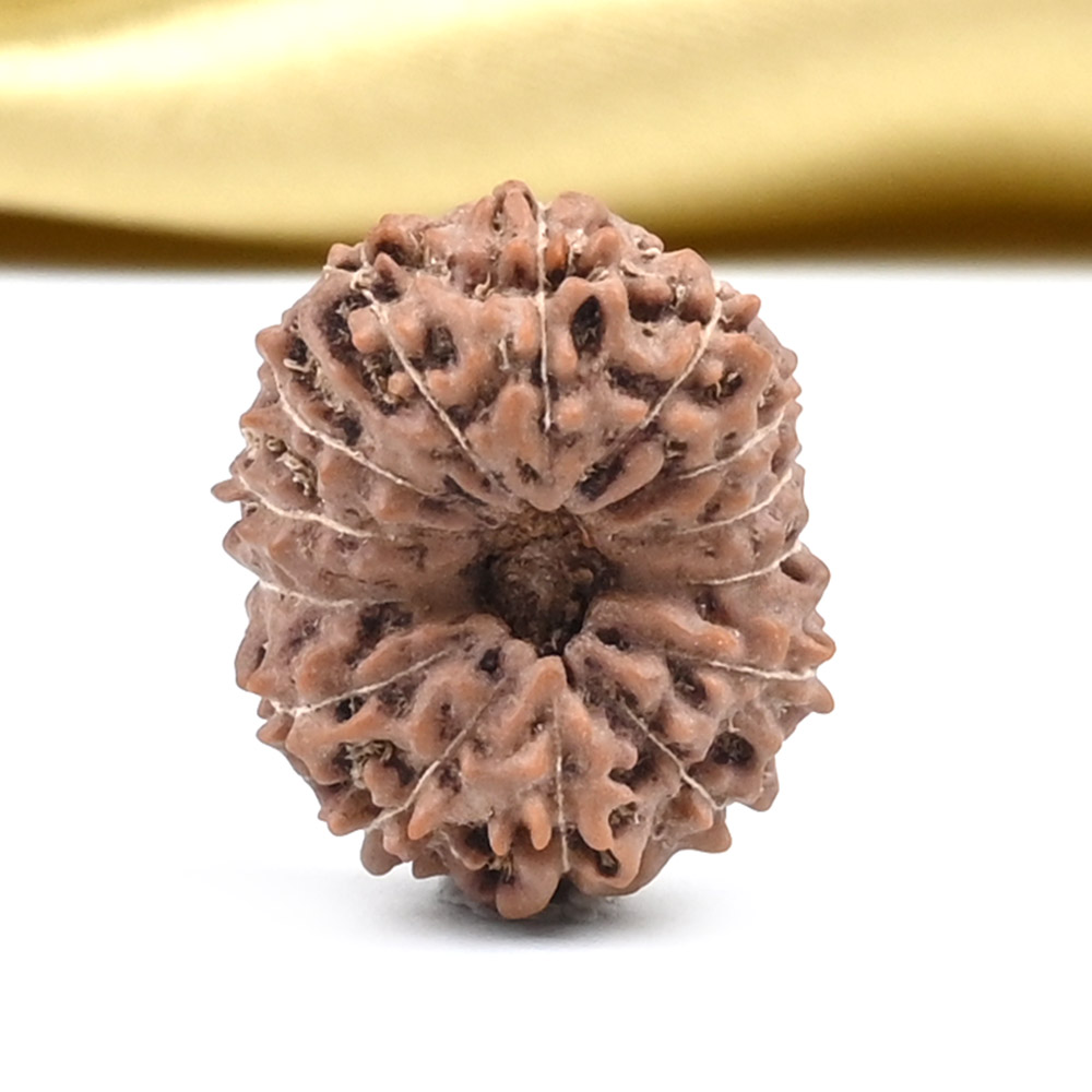 14 Mukhi from Java Indonesia Large - CLXXXIV