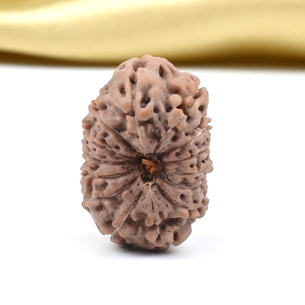 14 Mukhi from Java Indonesia Large - CLXXXV