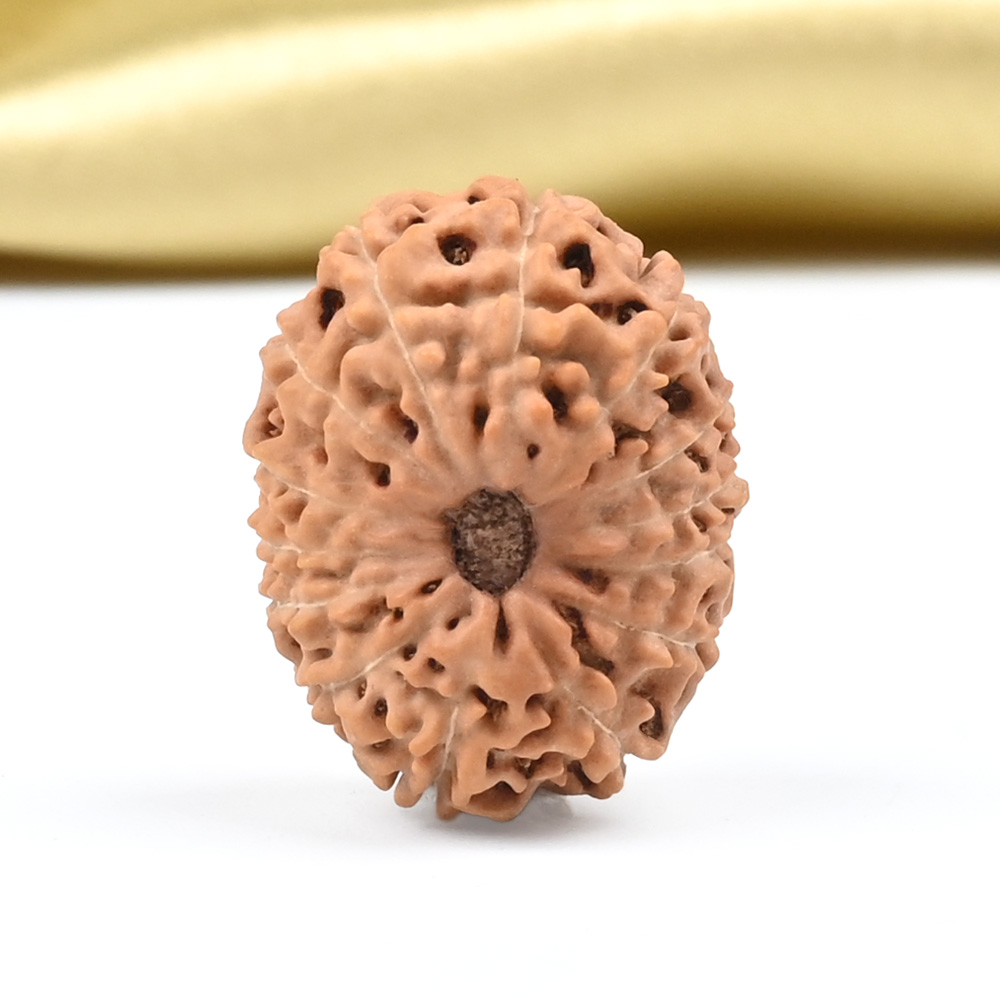 14 Mukhi from Java Indonesia Large - CLXXVII