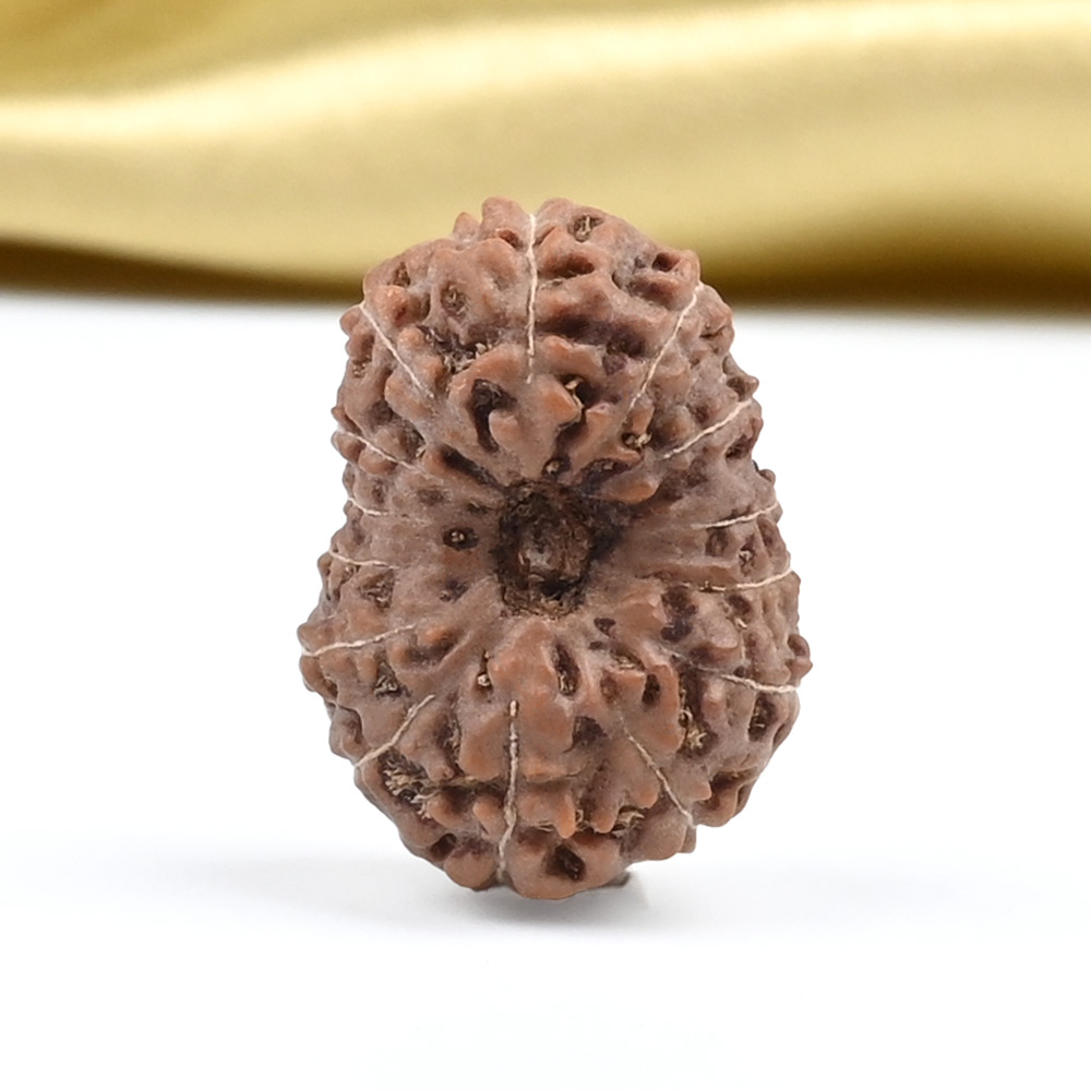 14 Mukhi from Java Indonesia Large - CLXXVIII