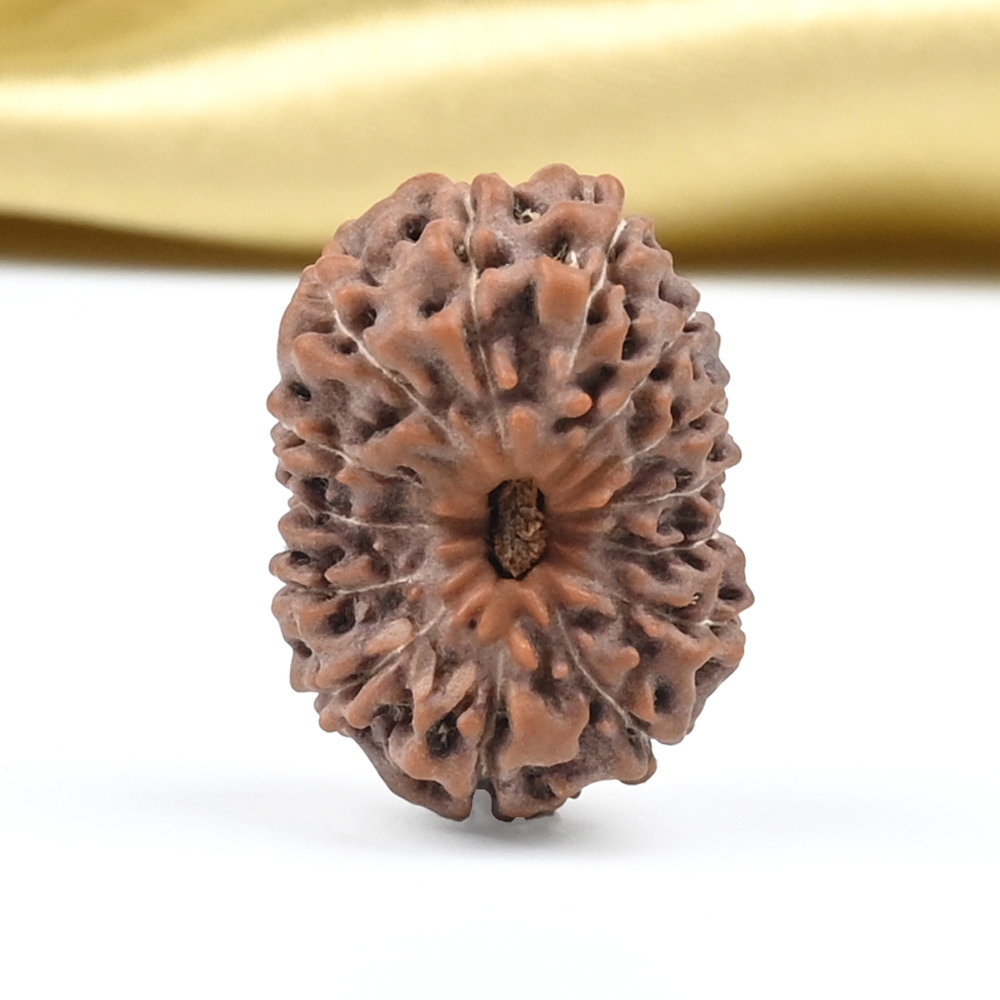 14 Mukhi from Java Indonesia Large - CLXXIX