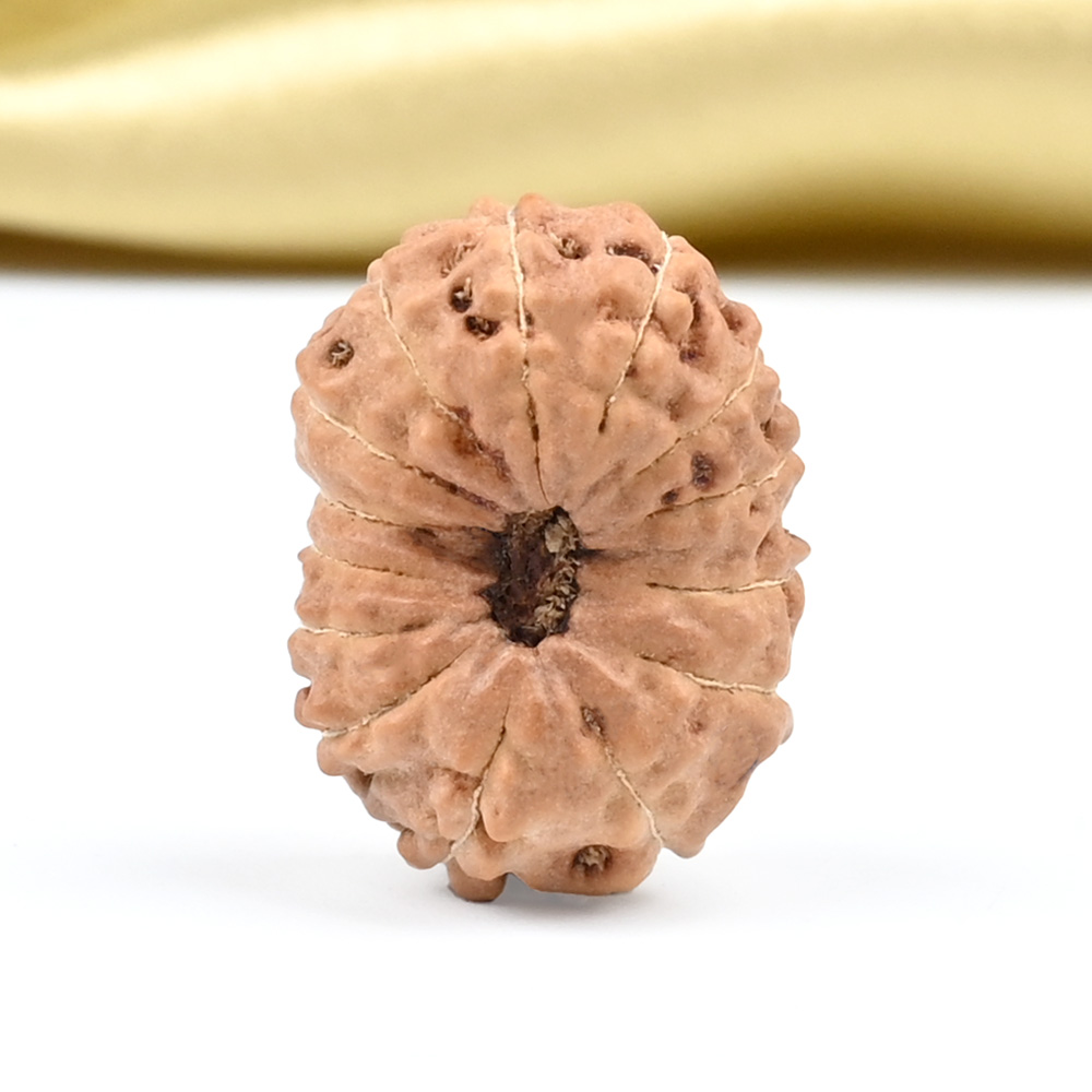 14 Mukhi from Java Indonesia Large - CLXXX