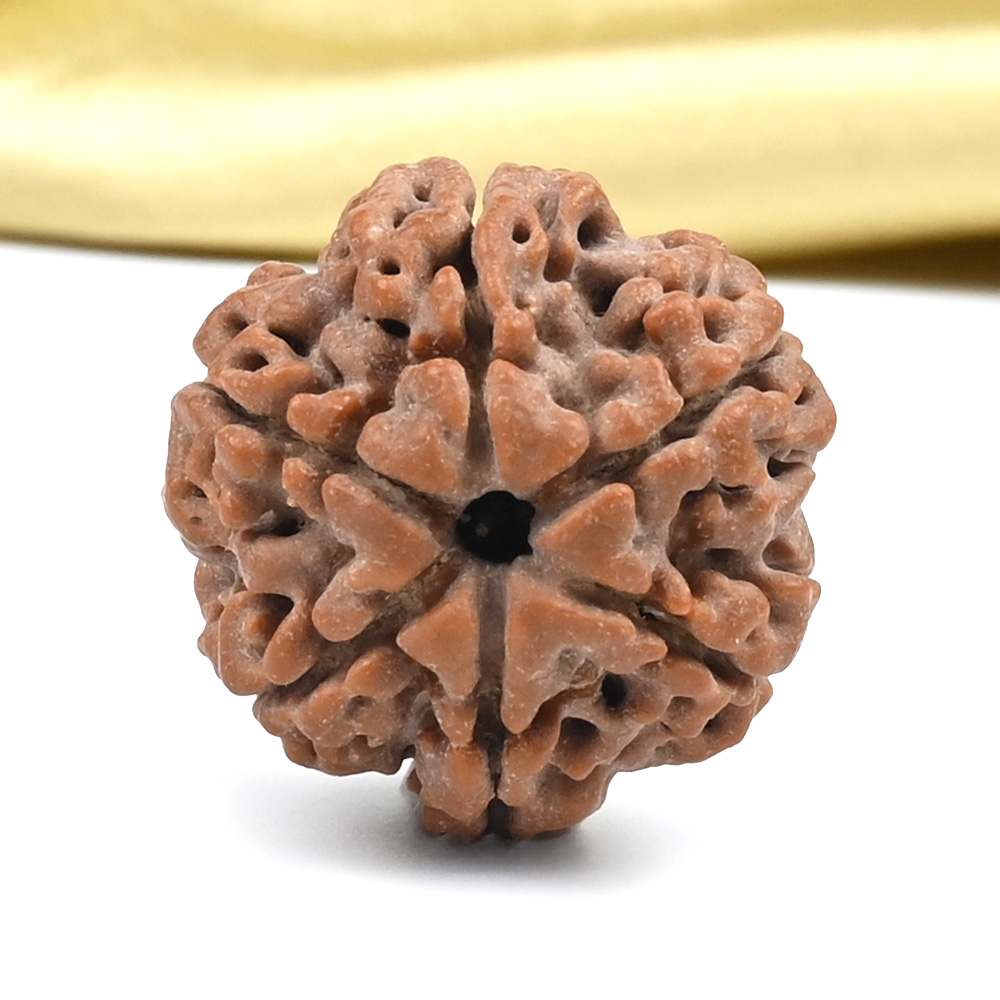 Collector 6 Mukhi from Nepal - CLXXX