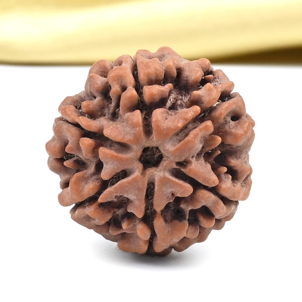 Collector 6 Mukhi from Nepal - CLXXXI