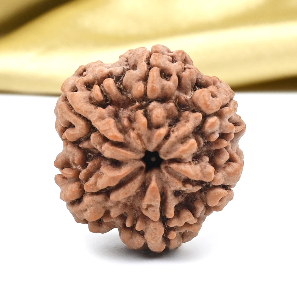 Super Collector 6 Mukhi from Nepal - CDI
