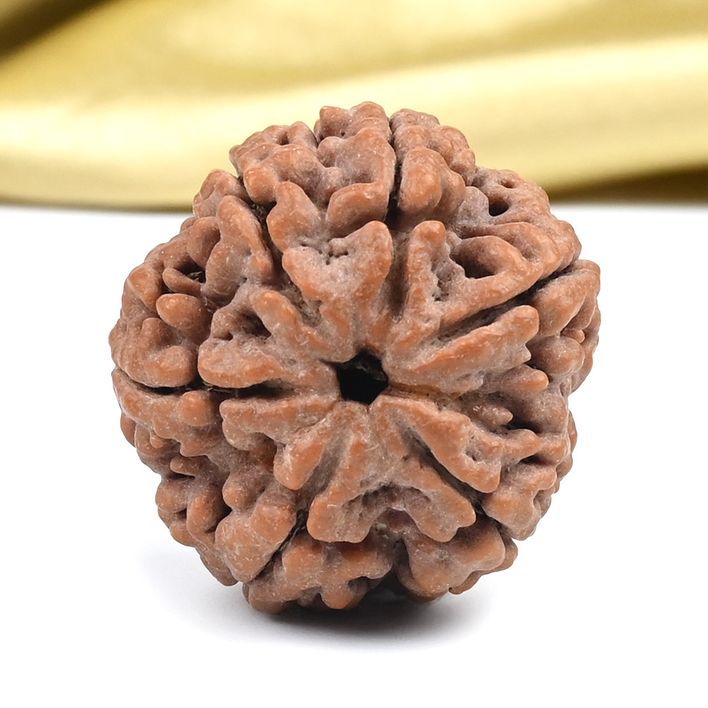 Super Collector 6 Mukhi from Nepal - CDII