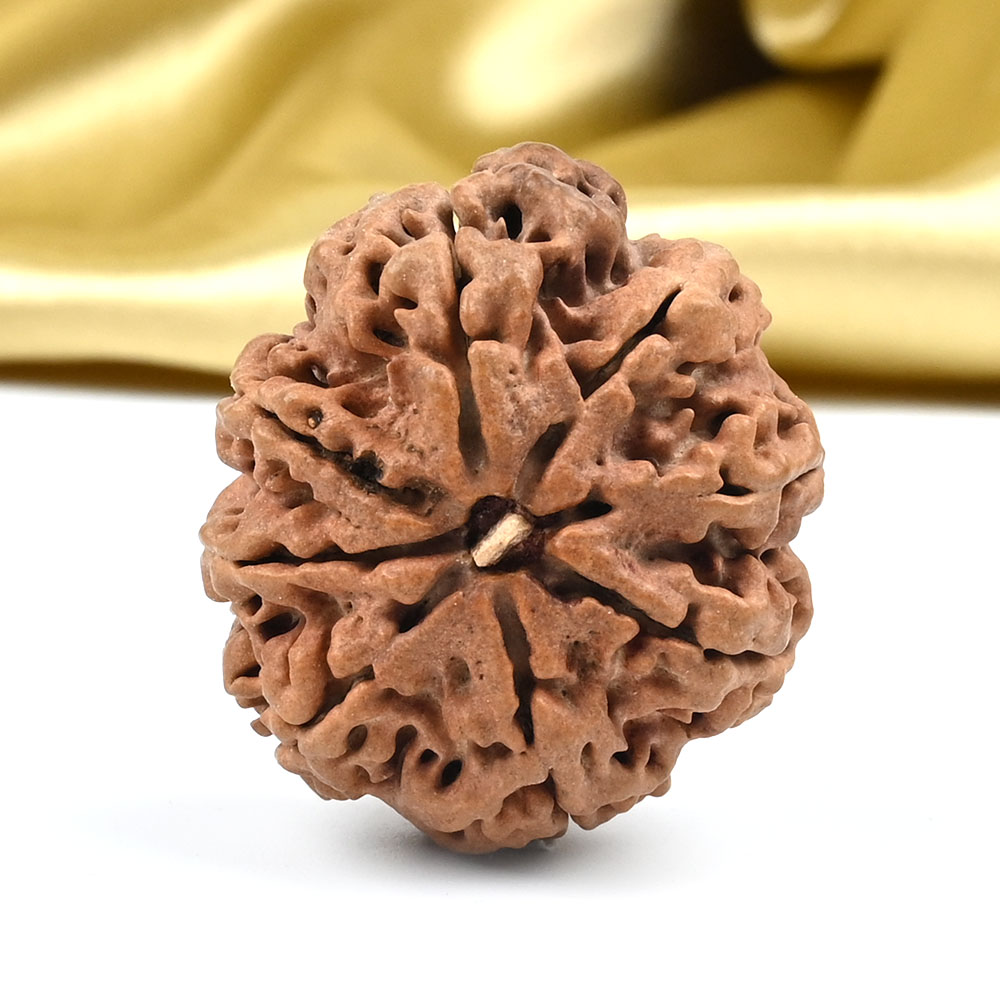 Super Collector 8 Mukhi from Nepal - XXIII