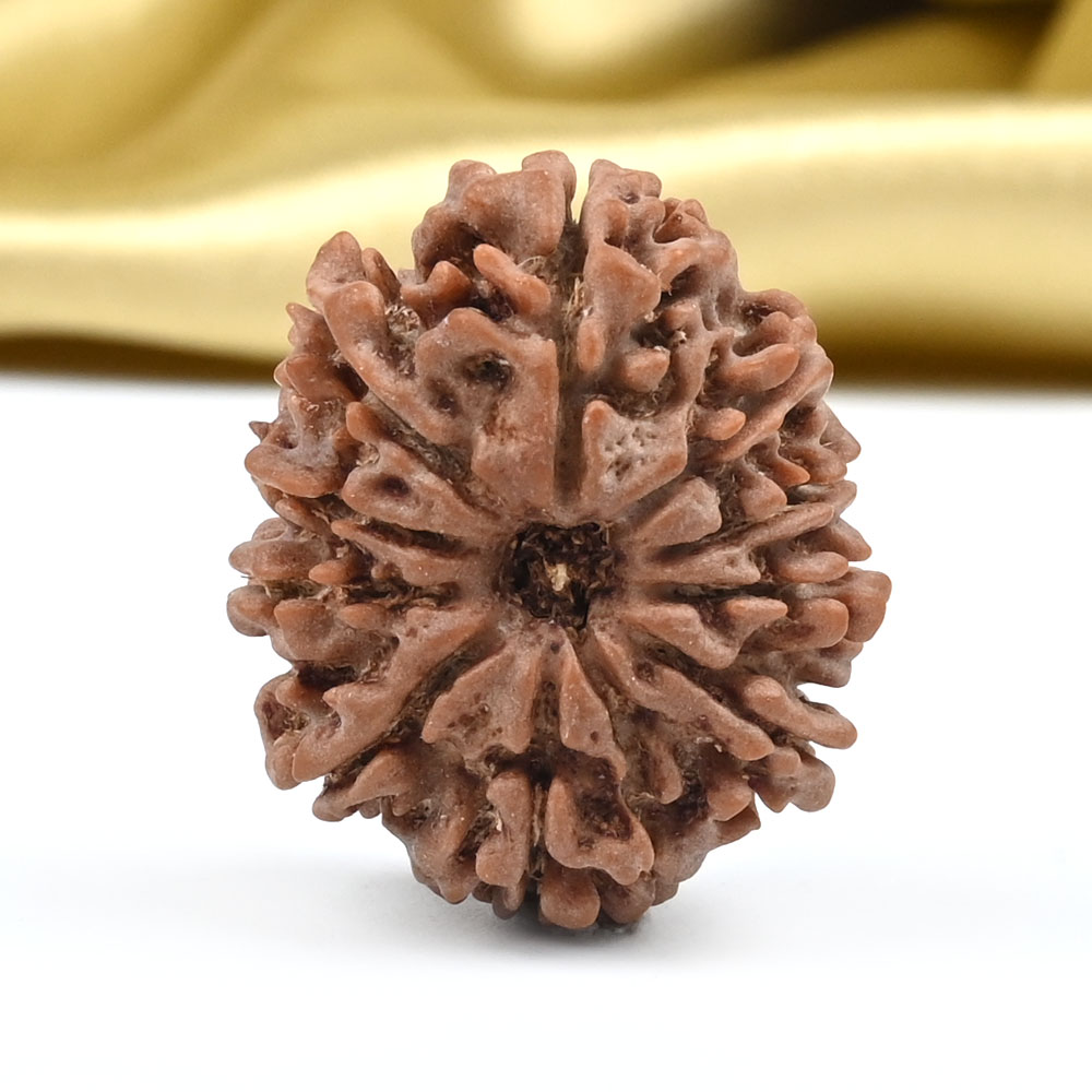 10 Mukhi from Nepal Small - CCCLXXXII
