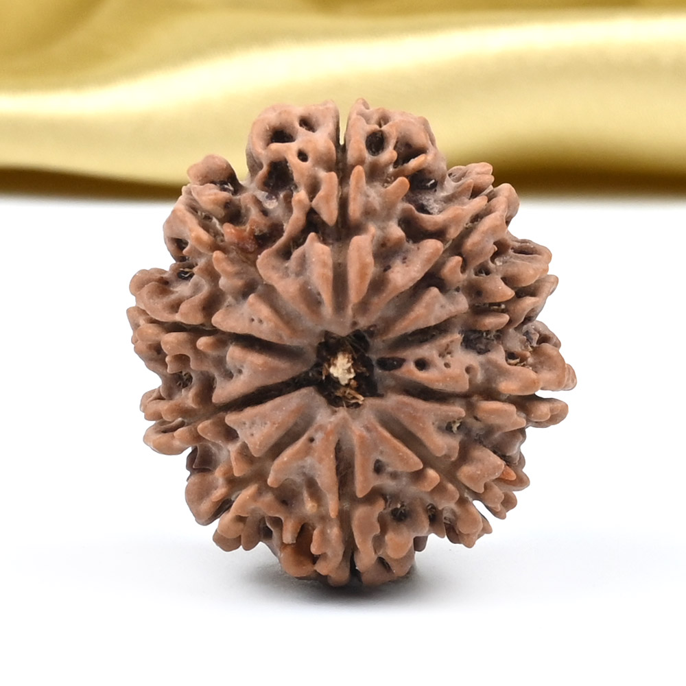 10 Mukhi from Nepal - CCCVI