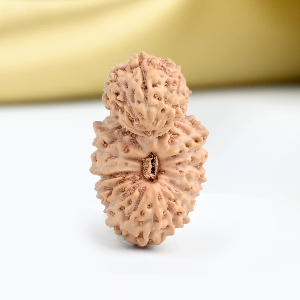 Gauri Shankar 21 Mukhi from Java Indonesia Small - IV
