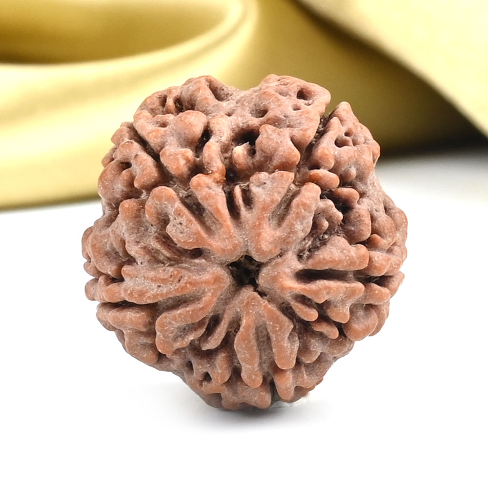 Collector 5 Mukhi from Nepal - DLXIII