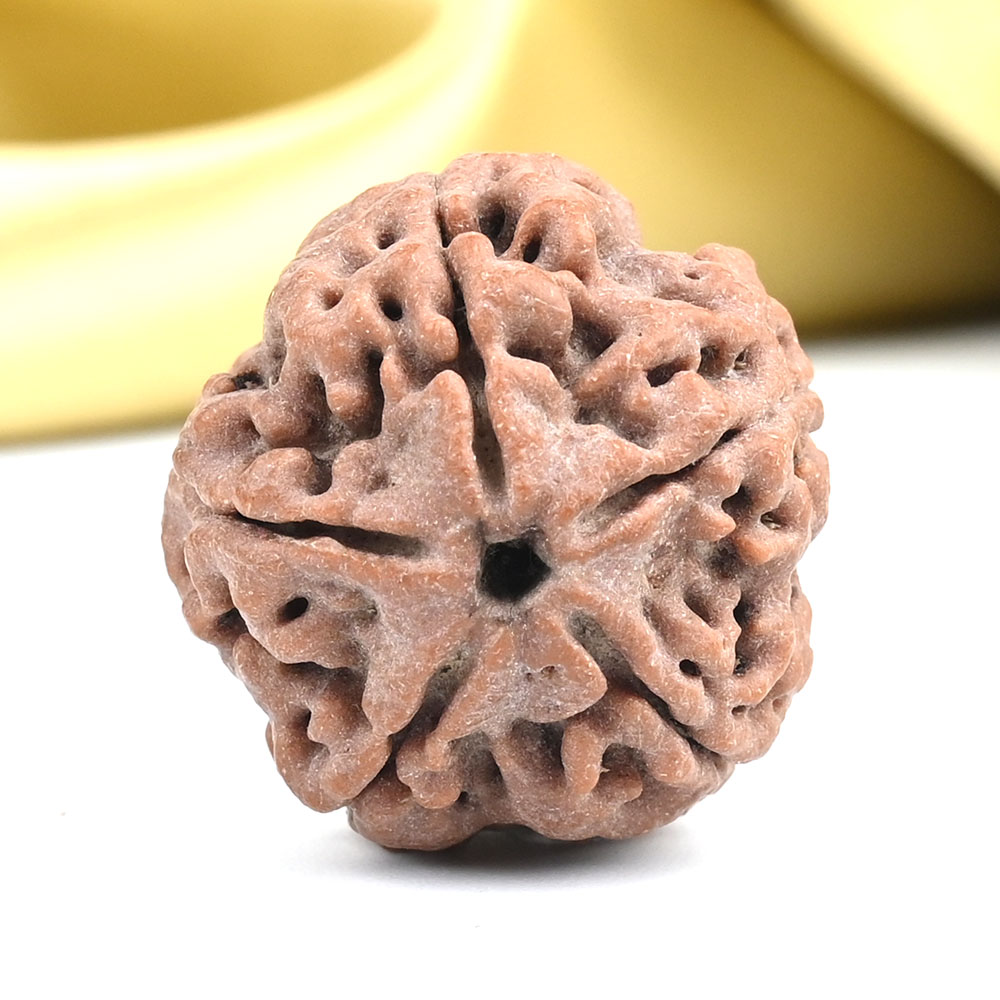 Collector 5 Mukhi from Nepal - DLXV