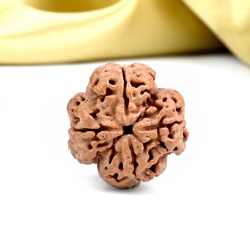 Collector 4 Mukhi from Nepal - DXVII