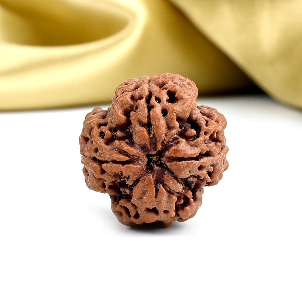 Collector 4 Mukhi from Nepal - DXVIII