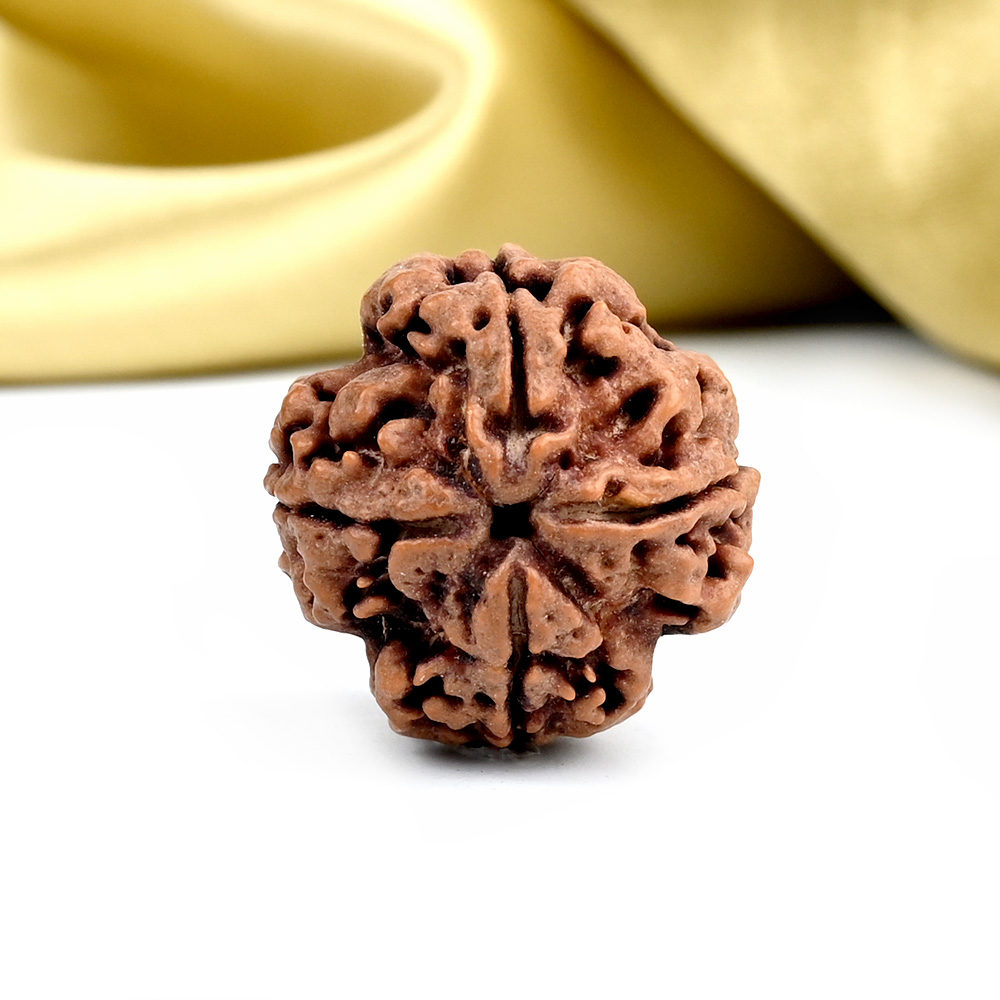 Collector 4 Mukhi from Nepal - DXIX