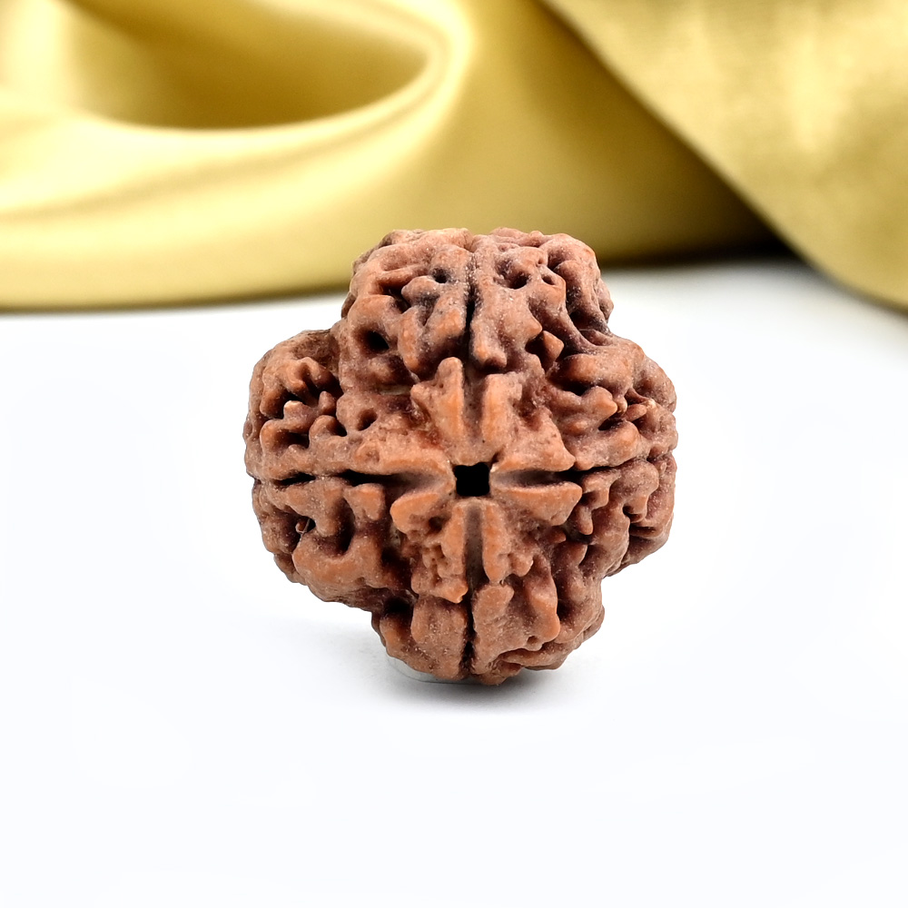 Collector 4 Mukhi from Nepal - DXX