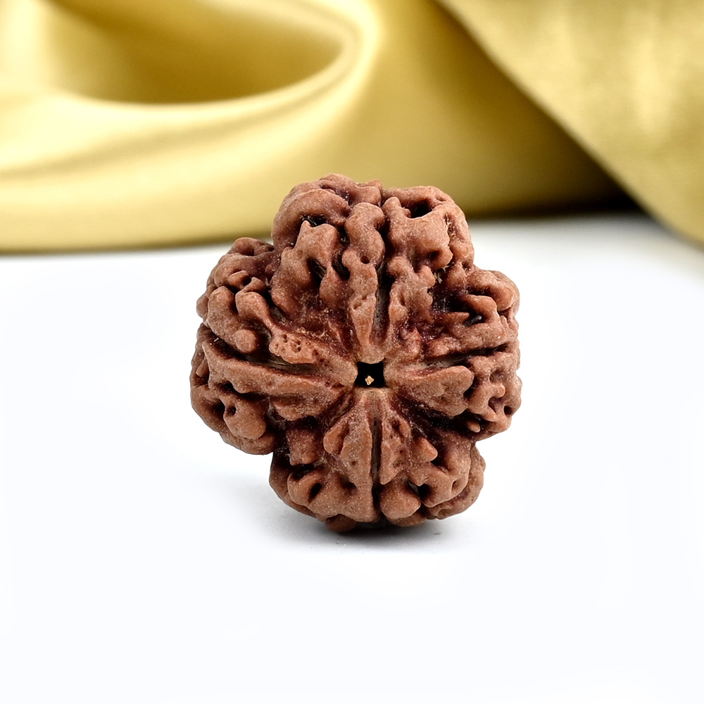 Collector 4 Mukhi from Nepal - DXXI