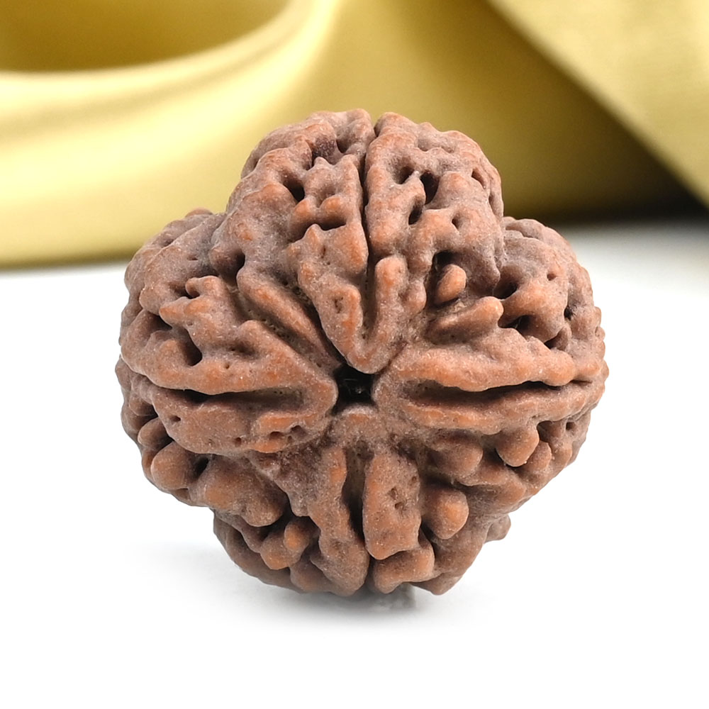 Collector 4 Mukhi from Nepal - DVIII