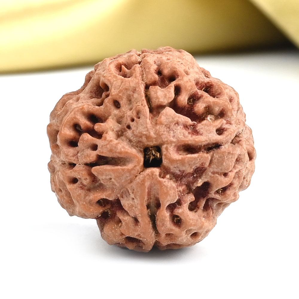 Collector 4 Mukhi from Nepal - DIX