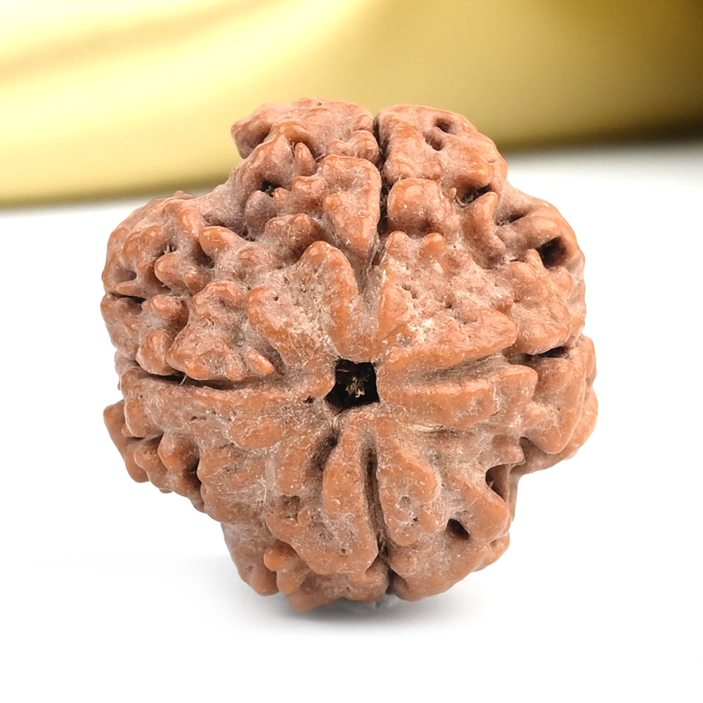 Collector 4 Mukhi from Nepal - DX