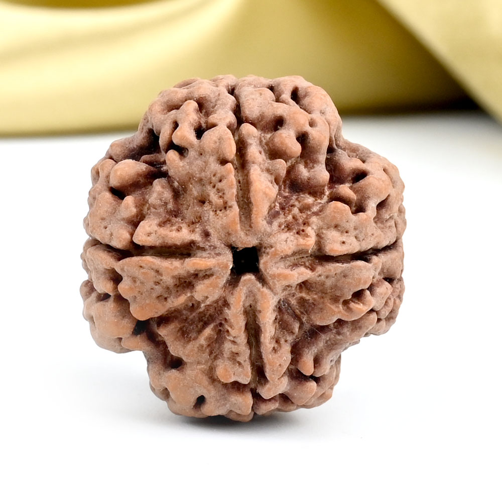 Collector 4 Mukhi from Nepal - DXXIII