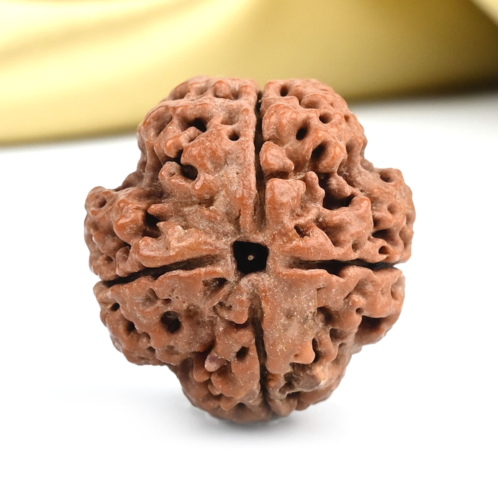 Collector 4 Mukhi from Nepal - DXXIV