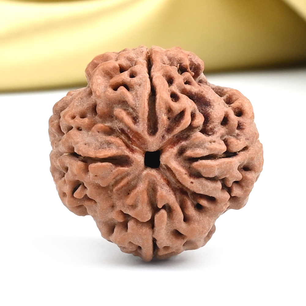 Collector 4 Mukhi from Nepal - DXXV