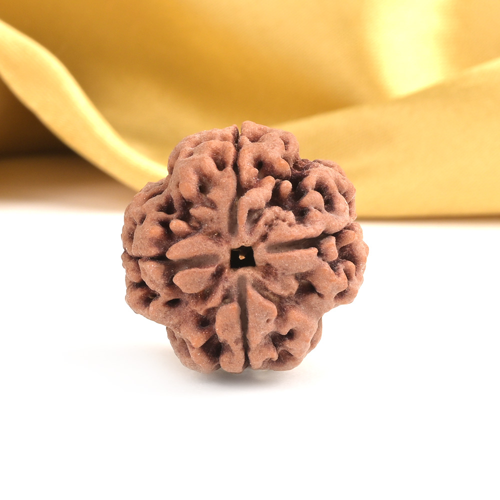 Super Collector 4 Mukhi from Nepal - CXCI