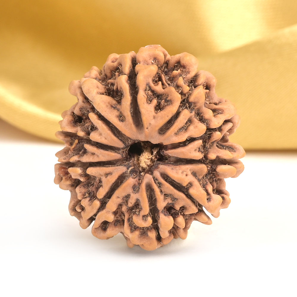 10 Mukhi from Nepal - CCCIX
