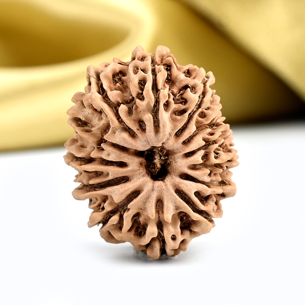 13 Mukhi from Nepal small - CCCLXXI