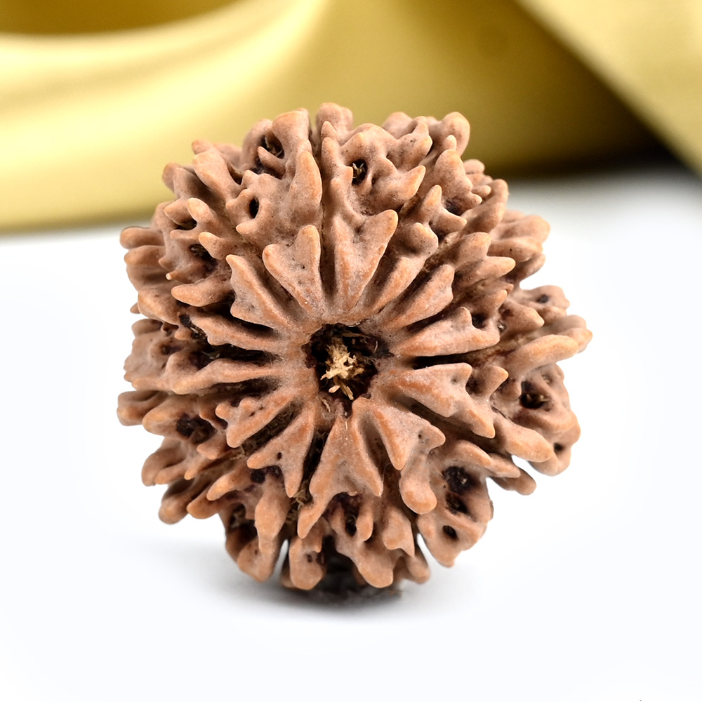 13 Mukhi from Nepal - CCXL