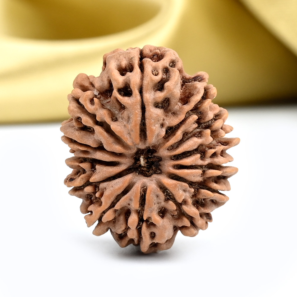 13 Mukhi from Nepal - CCXLI