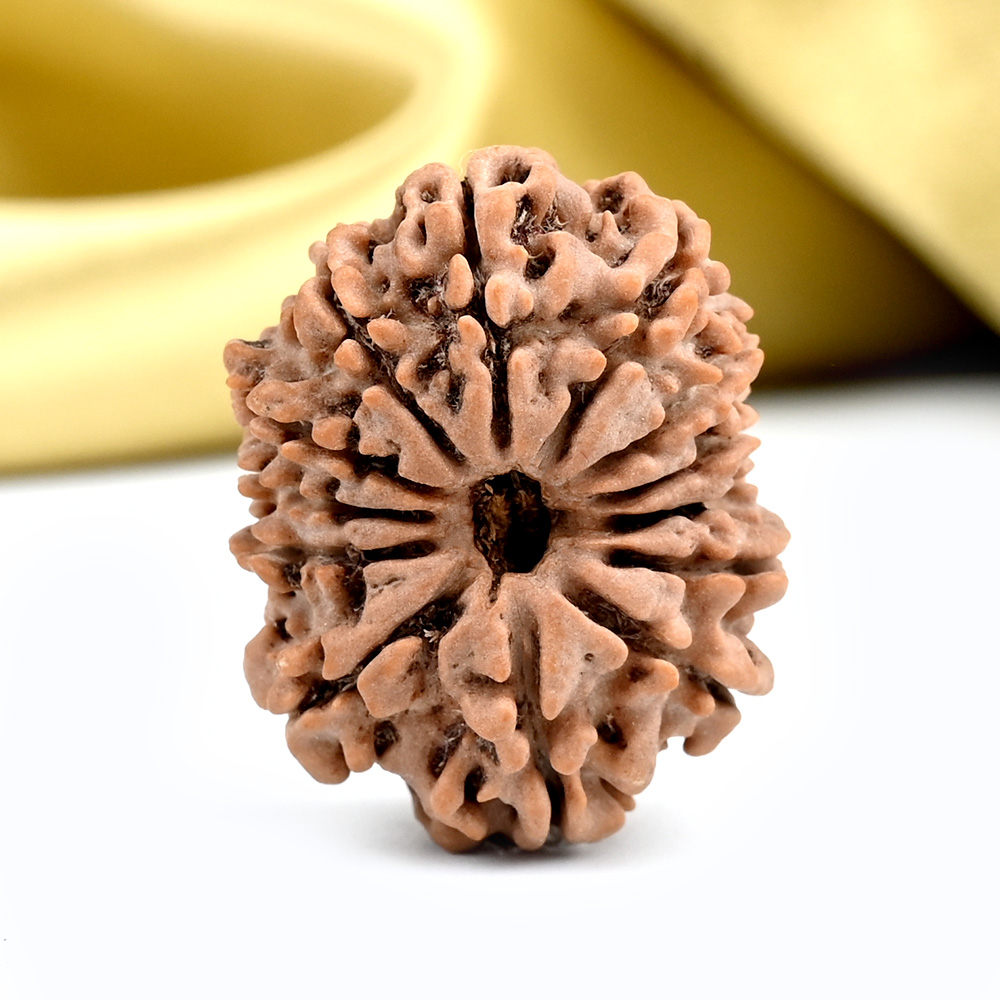 13 Mukhi from Nepal - CCXLII