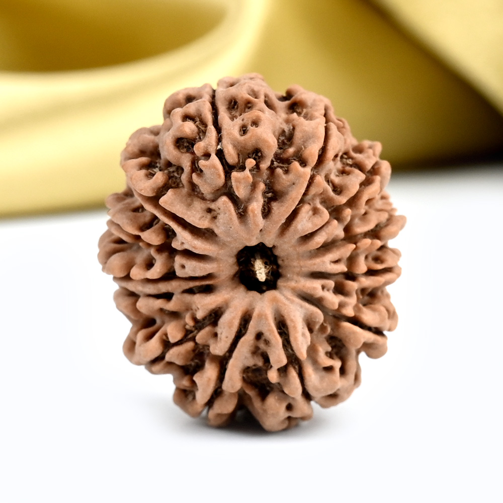 13 Mukhi from Nepal - CCXLIII