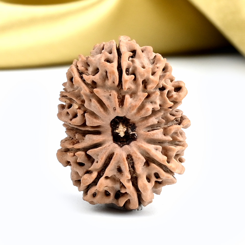 13 Mukhi from Nepal - CCXLIV