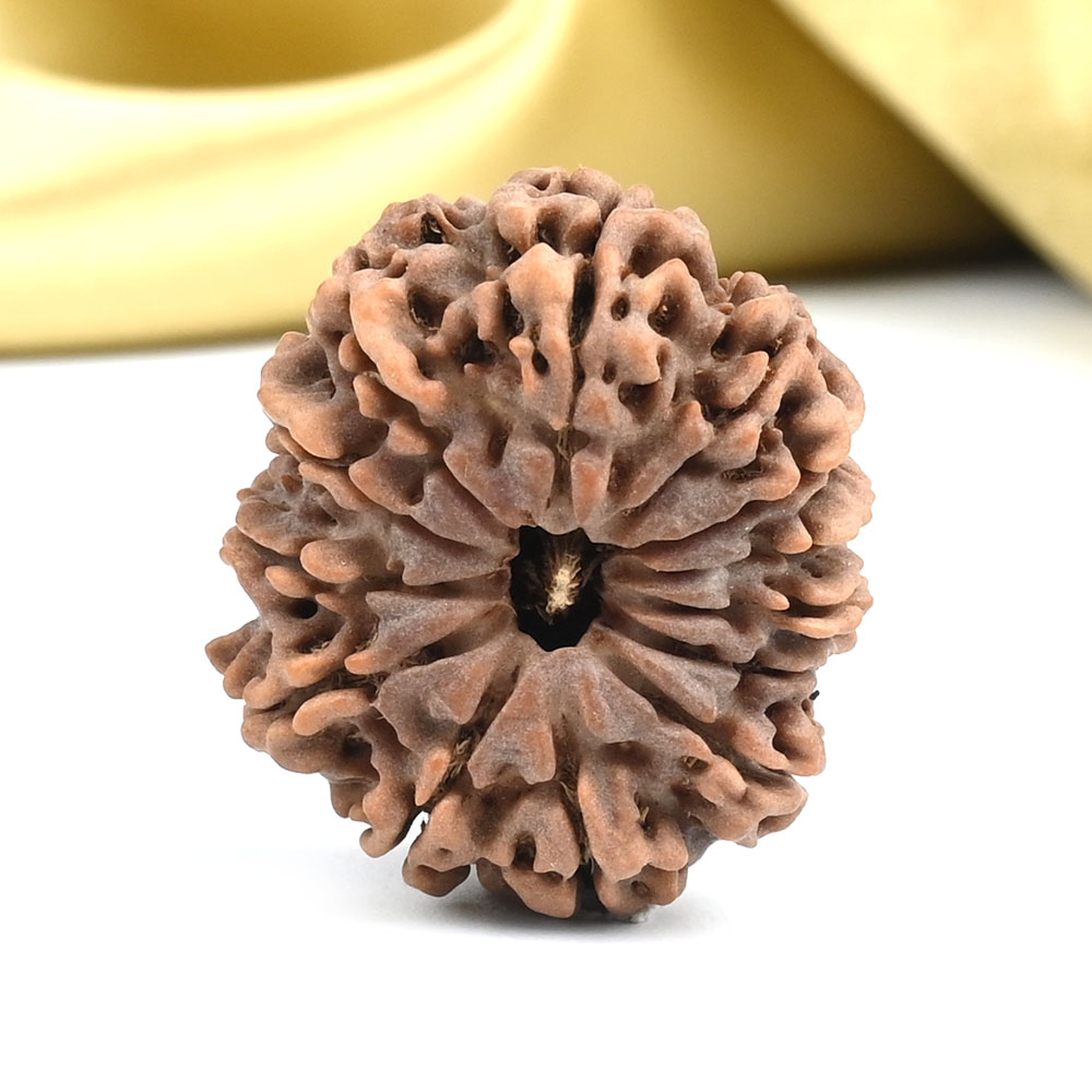 13 Mukhi from Nepal - CCXXXVII