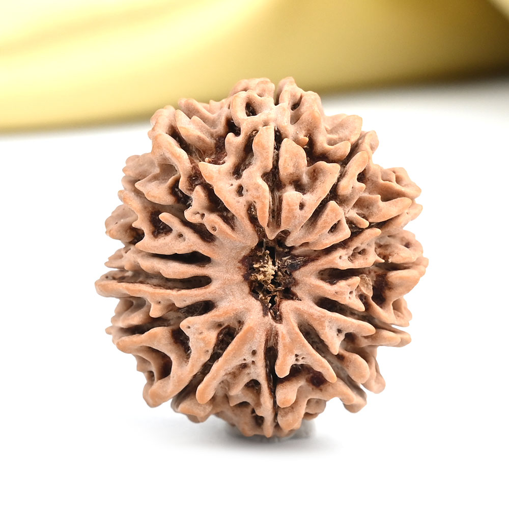 13 Mukhi from Nepal - CCXXXVIII