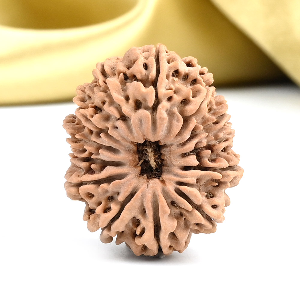 13 Mukhi from Nepal - CCXLV