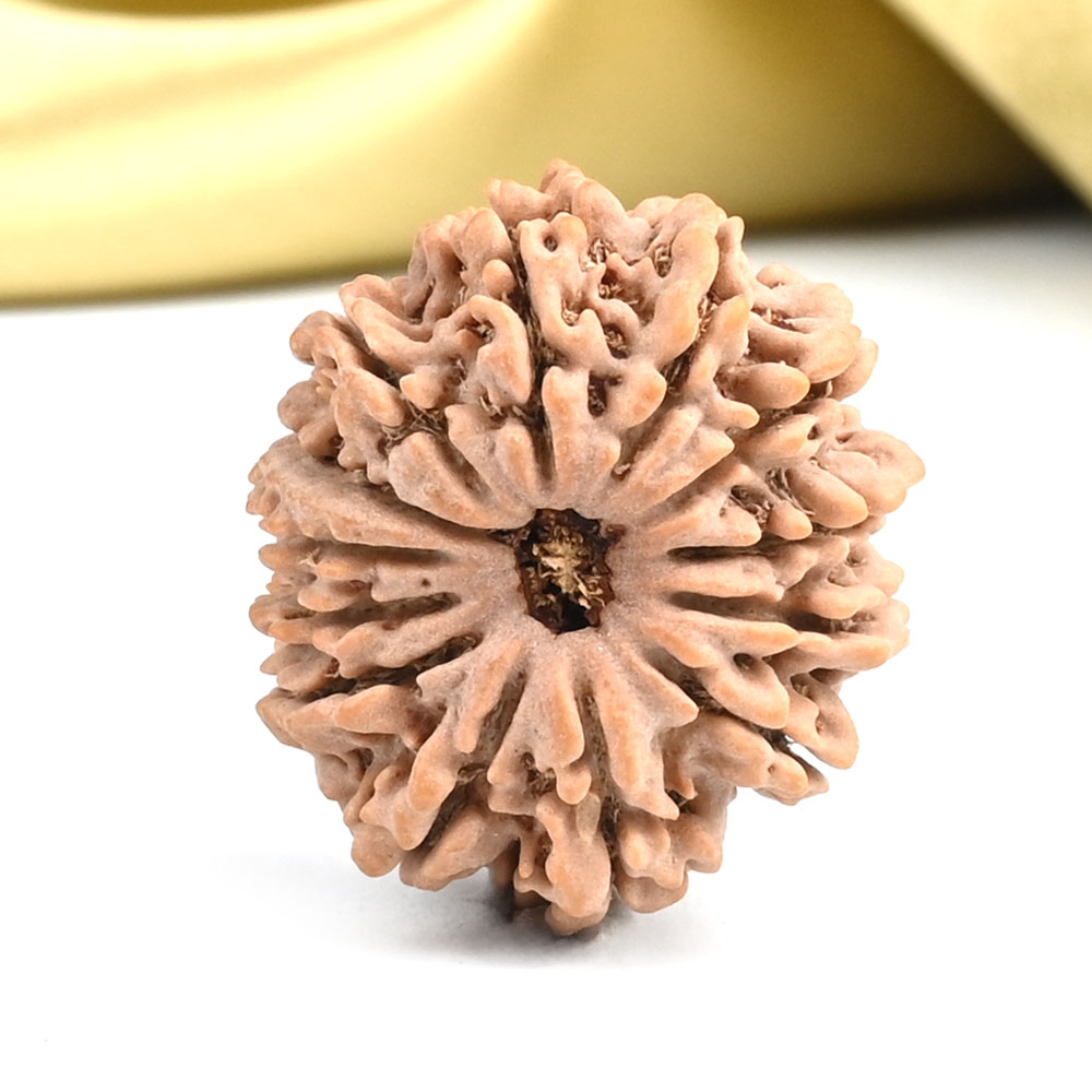 13 Mukhi from Nepal - CCXXXIX