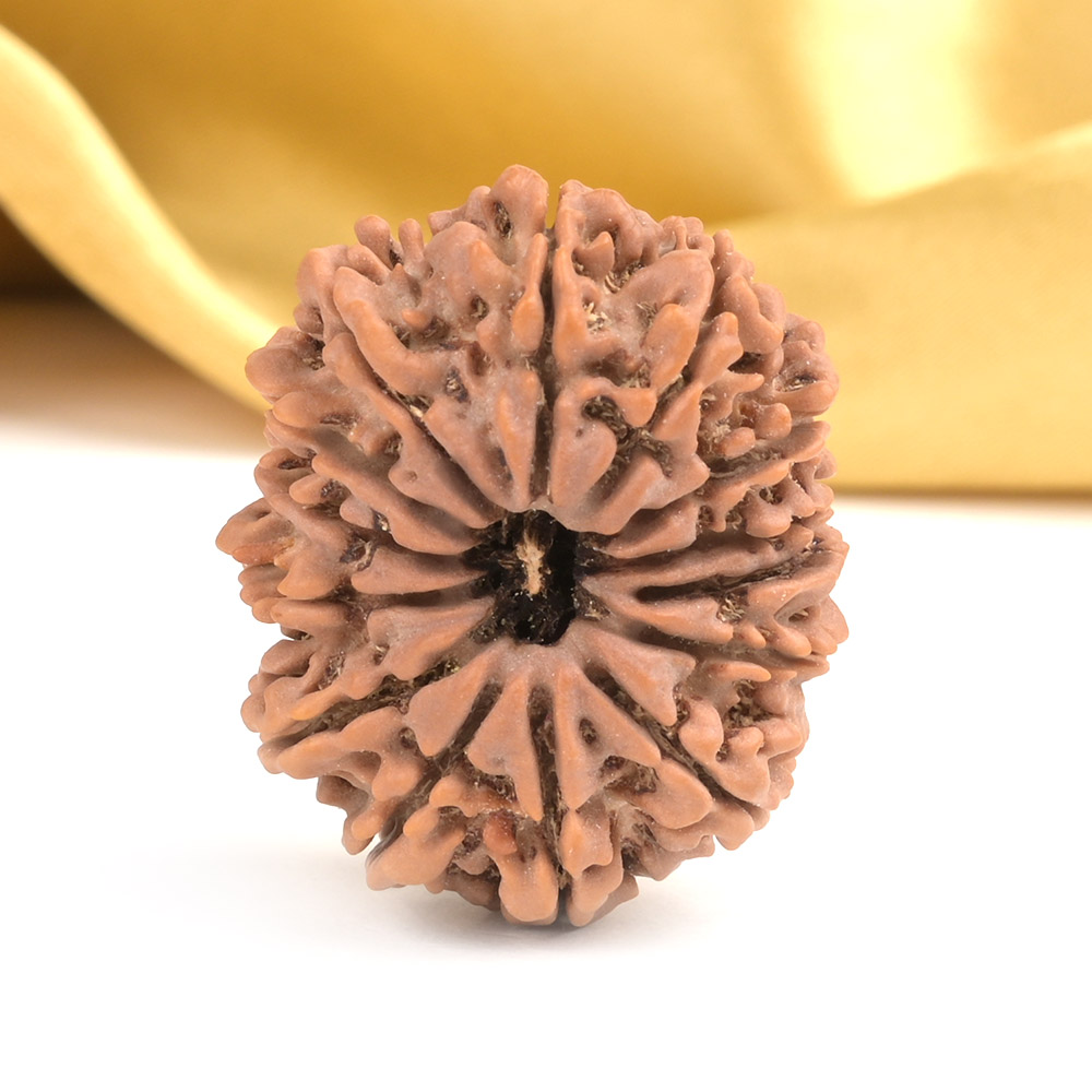 Collector 14 Mukhi from Nepal - XCIX