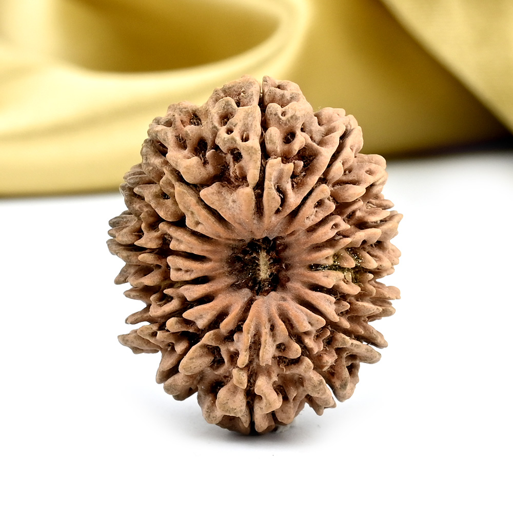 Collector 15 Mukhi from Nepal - LXXVI