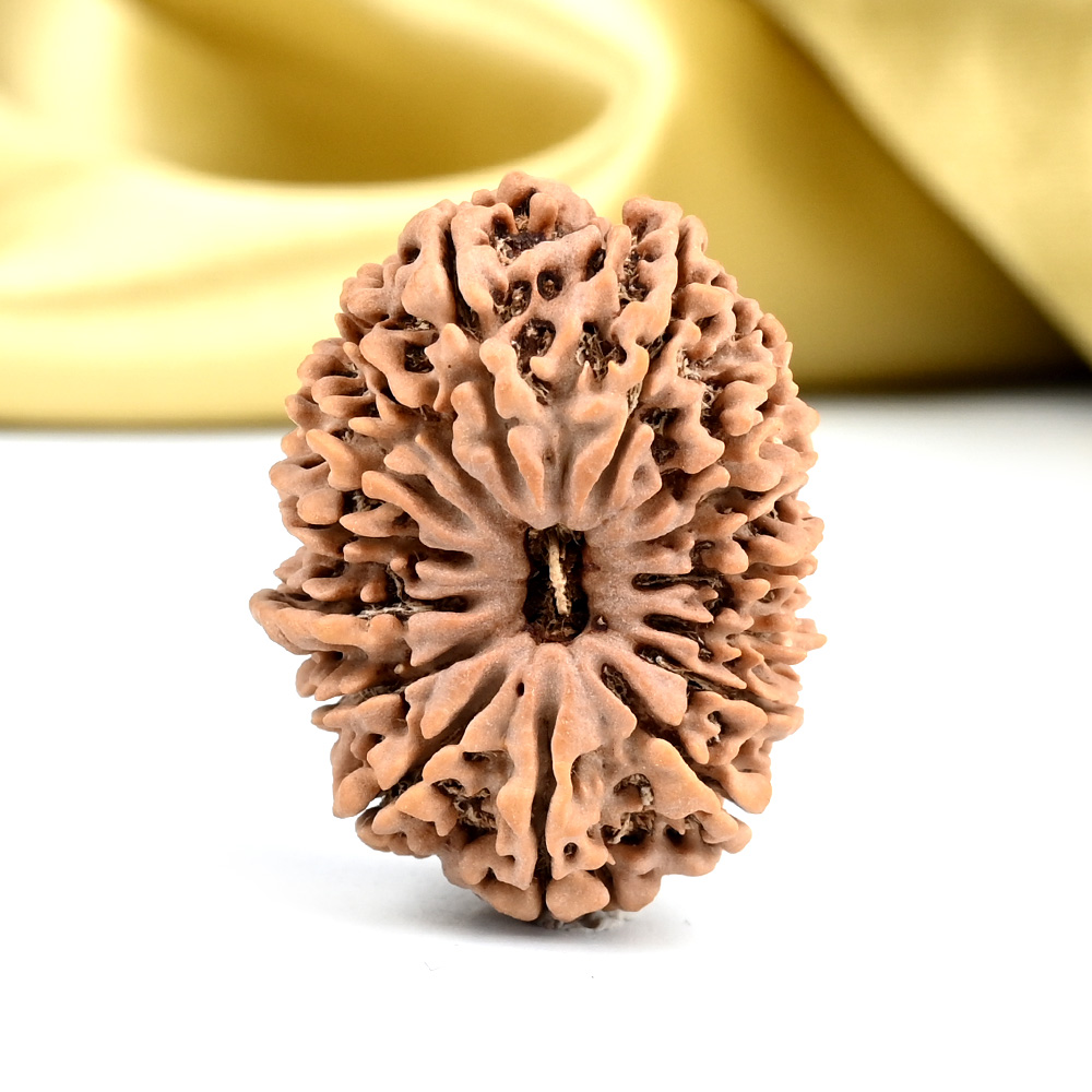Collector 15 Mukhi from Nepal - LXXVII
