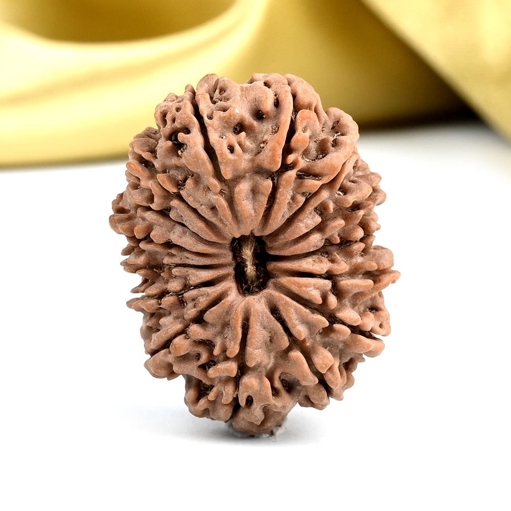 Collector 15 Mukhi from Nepal - LXXVIII