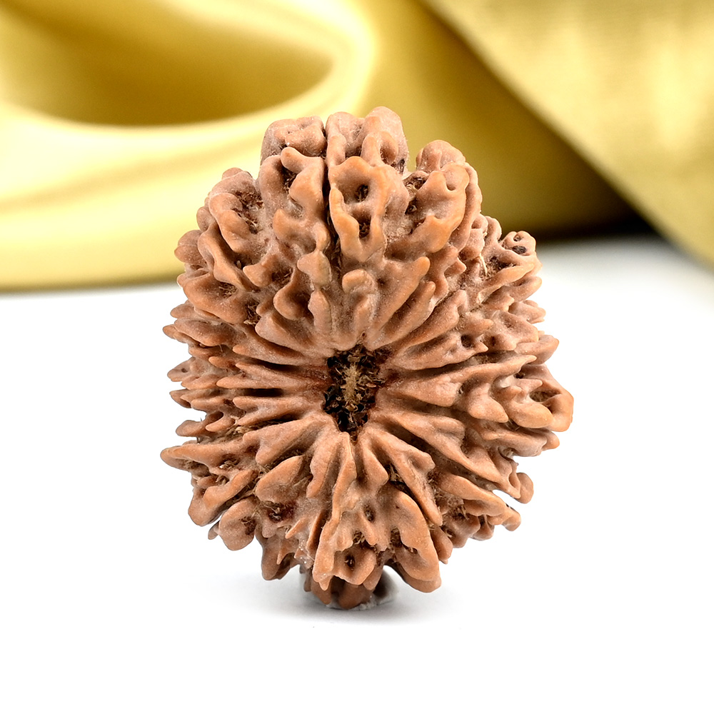 Collector 15 Mukhi from Nepal - LXXIX