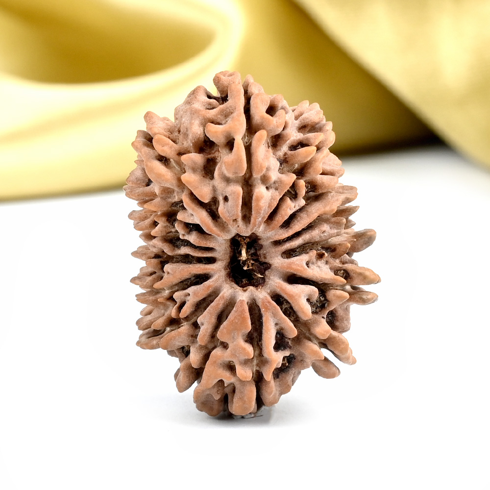 Collector 15 Mukhi from Nepal - LXXX